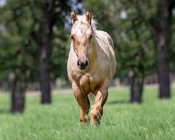 CD Diamond x SJR Sulenas Sansari - 2019 Filly